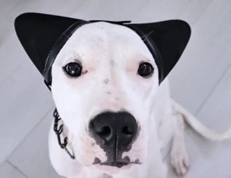 PSKL DOG - Audífonos Protectores para Perros (personaliza el nombre de tu mascota max 8 letras)